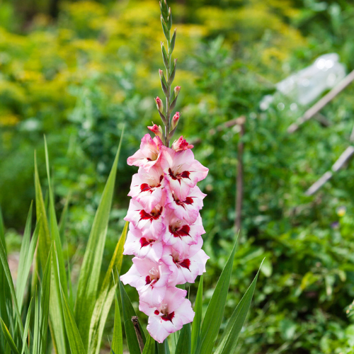 Gladiolus Zamora Bulbs