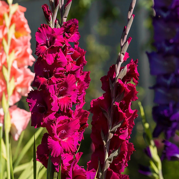 Plants and Bulbs