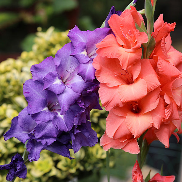 Gladiolus Mix Lily Bulbs