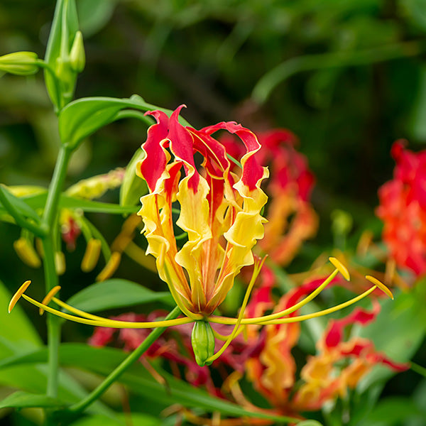 Buy Vibrant Gloriosa Lily Yellow Bulbs AllThatGrows
