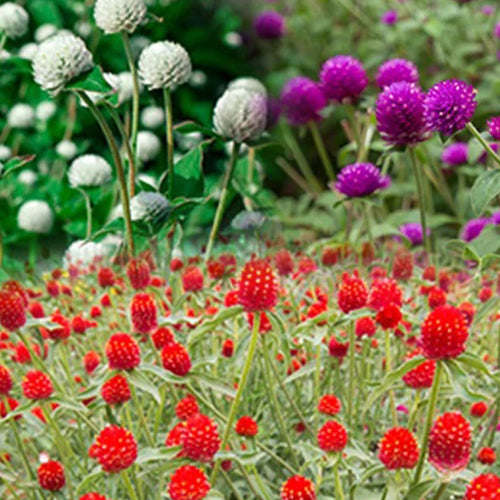 Gomphrena Choice Mixed Flower Seeds-1