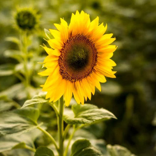 Helianthus Sunflower Sunset Flower Seeds-1