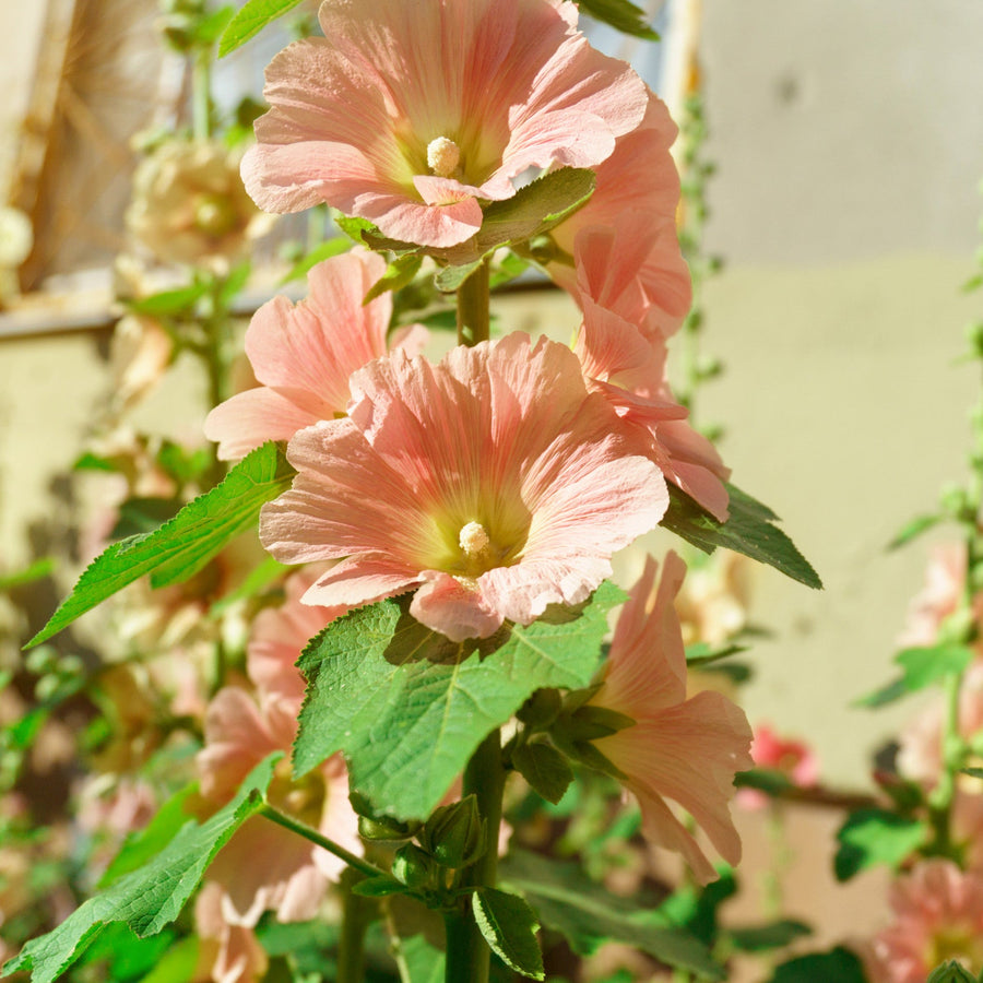 Hollyhock Orange Flower Seeds