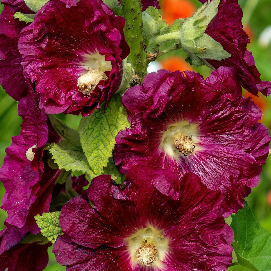 Hollyhock Purple Flower Seeds