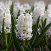 Hyacinth Aiolos Bulbs