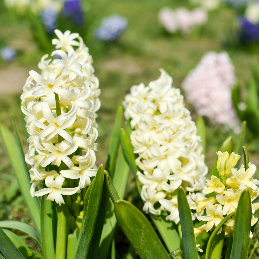 Hyacinth City of Haarlem Bulbs