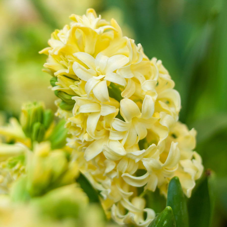 Hyacinth Gypsy Princess Bulbs