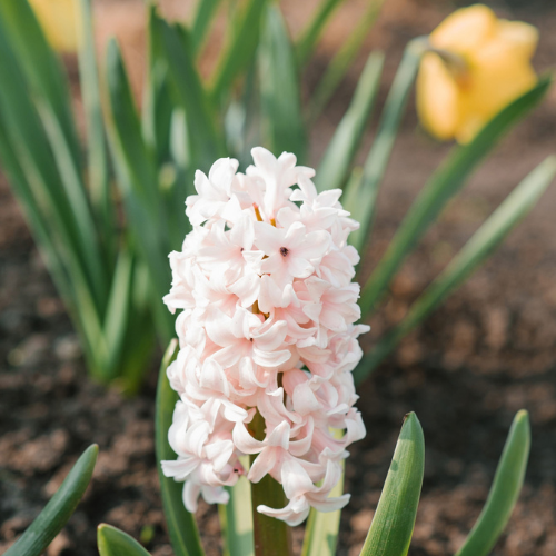 Hyacinth Apricot Passion Bulbs-1