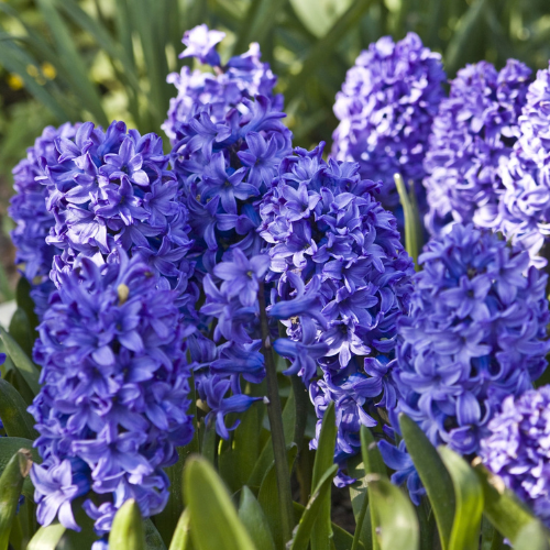 Hyacinth Aqua Bulbs-1