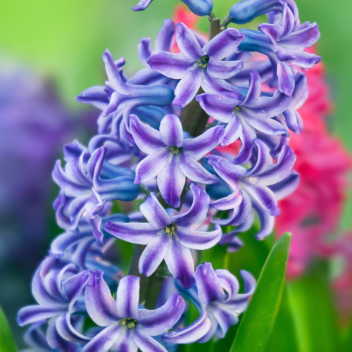 Hyacinth Aqua Bulbs-2