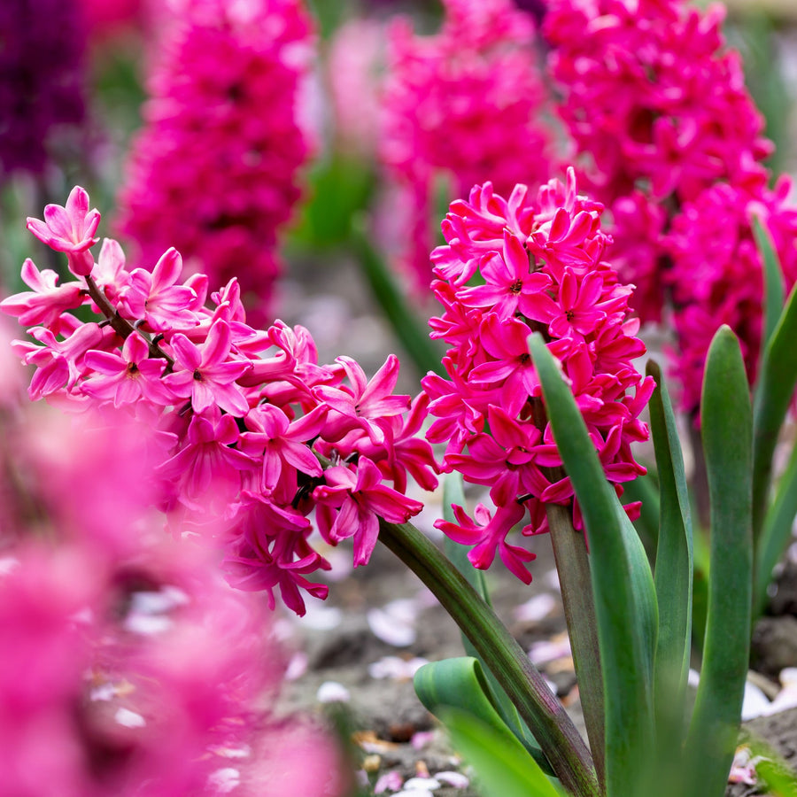 Hyacinth Jon Bos Bulbs