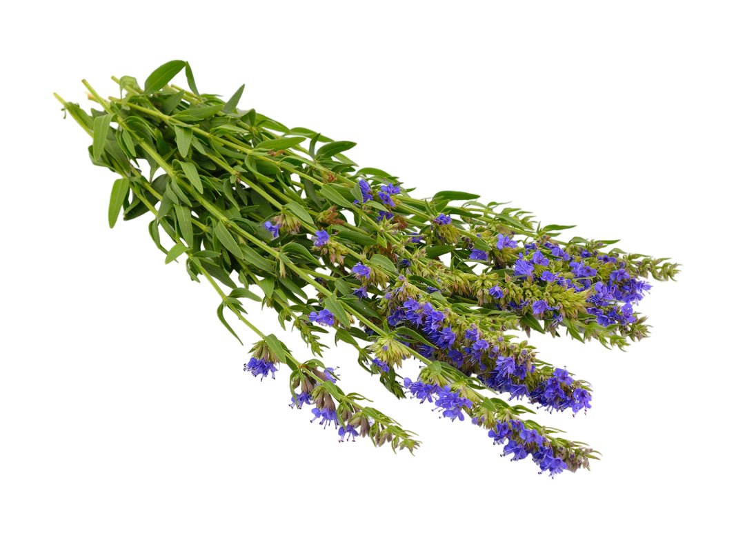 Hyssop Seeds