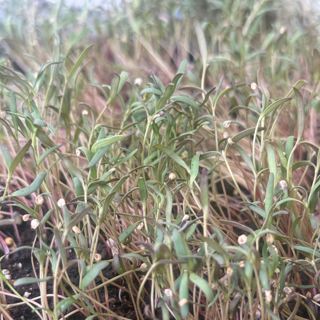 Quinoa Microgreens