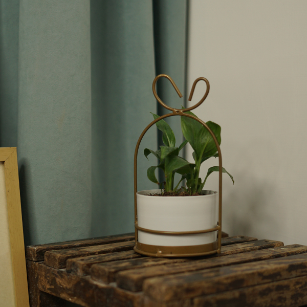 Ivory SkyHang Planter