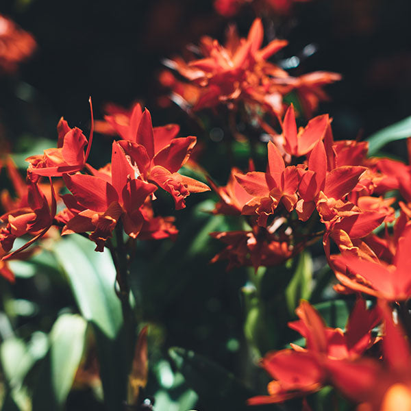 Ixia Red Bulbs