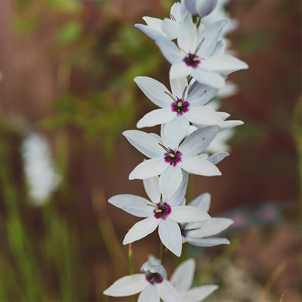 Ixia White Bulbs