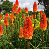 Torch Lily Kniphofia Praecox Bulbs