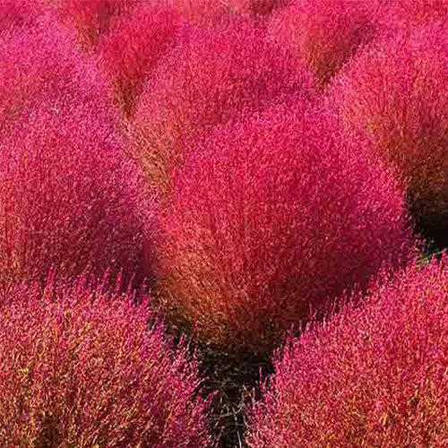 Kochia Scoparia Ornamental Grass Seeds-1