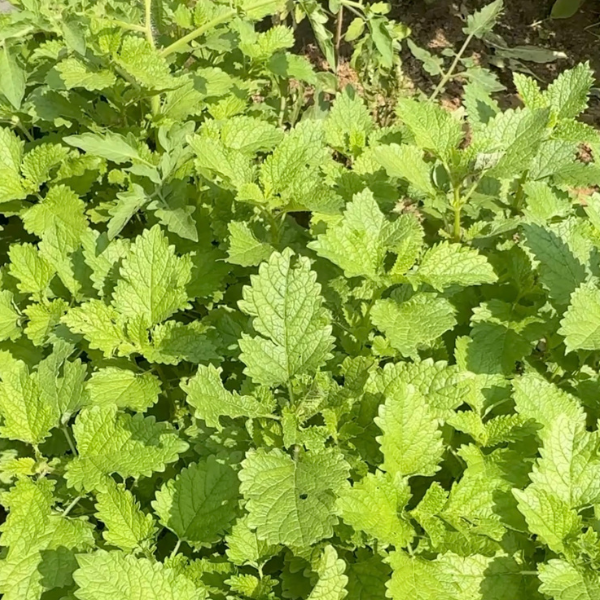 Lemon Balm Seeds