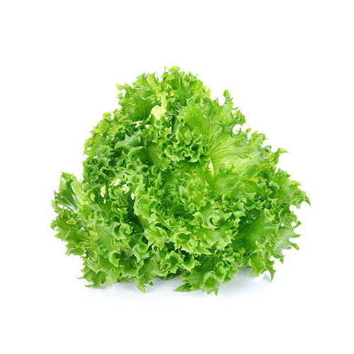 Lettuce Grand Rapids Seeds-1