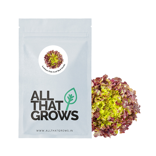 Lettuce Oak Leaf Red Seeds