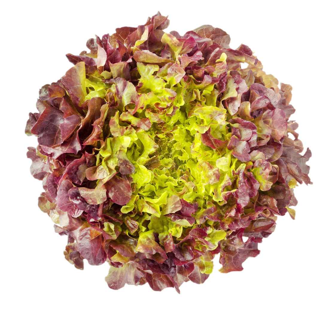 Lettuce Red Oak Leaf Seeds
