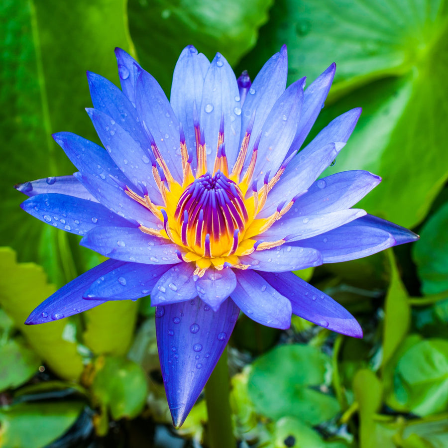 Light Blue Rose Lotus Bulbs