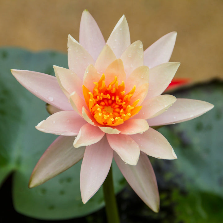 Light Pink Rose Lotus Bulbs 