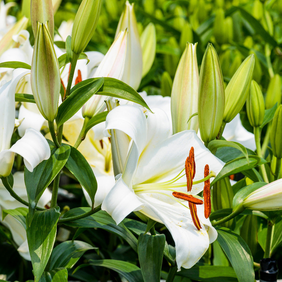 white lily rs Grow Beautiful Asiatic Lilies at Home