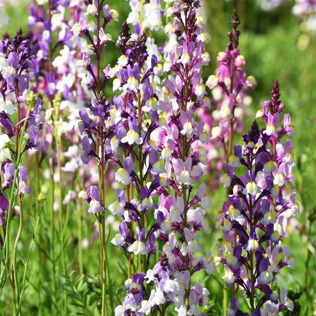 Linaria Northern Lights Flower Seeds