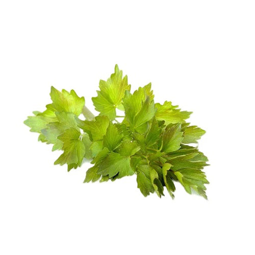 Lovage Seeds-1