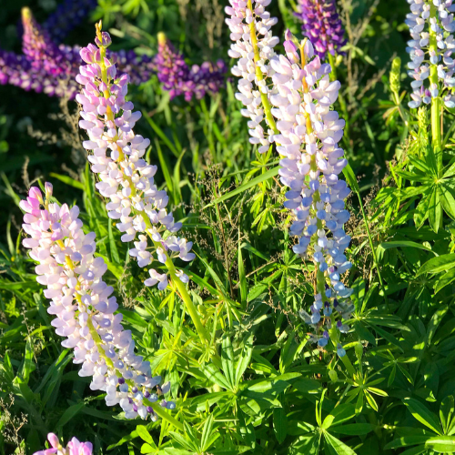 Lupin Pixie Dwarf Mix Seeds-1