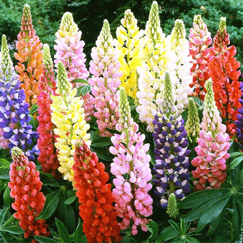 Lupin dwarf mixed seeds-1