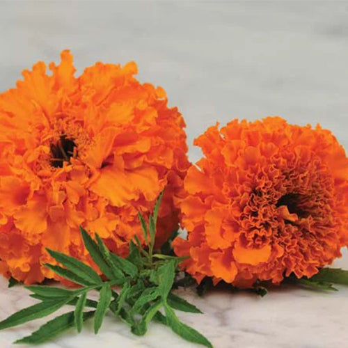 Marigold Hawaii Orange Seeds-1
