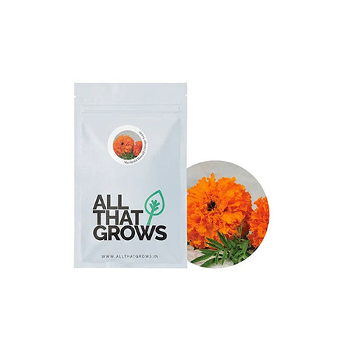 Marigold Hawaii Orange Seeds-2