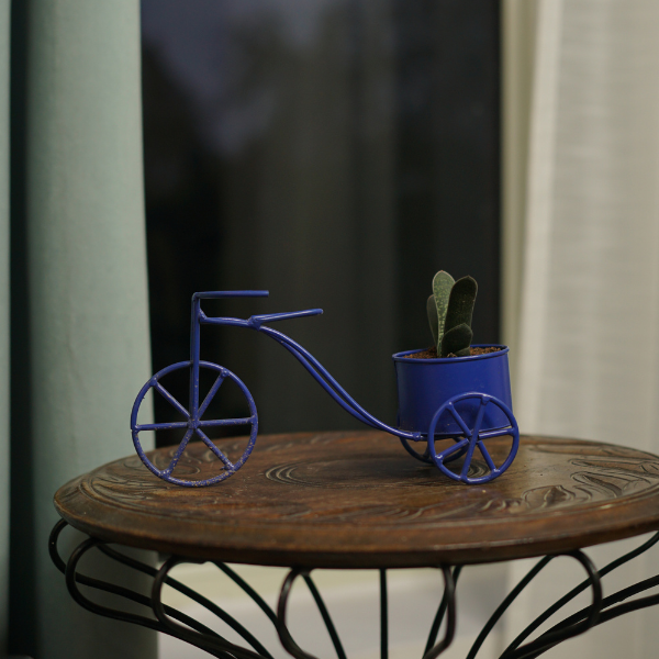 Midnight CycleShow Planter