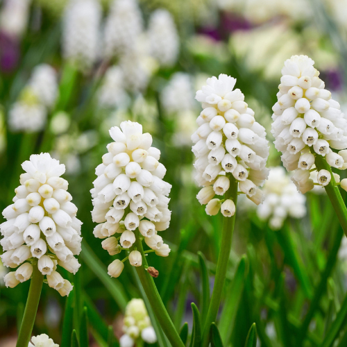 Muscari White Magic Bulbs-1