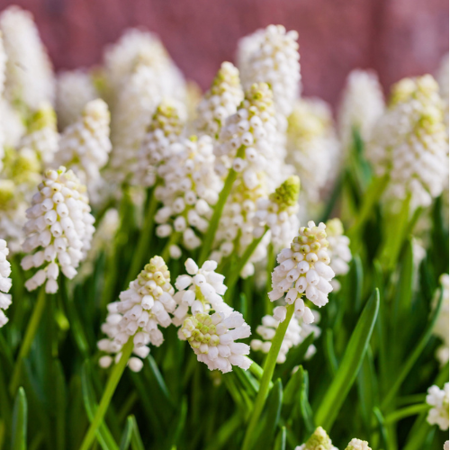 Muscari White Magic Bulbs-2