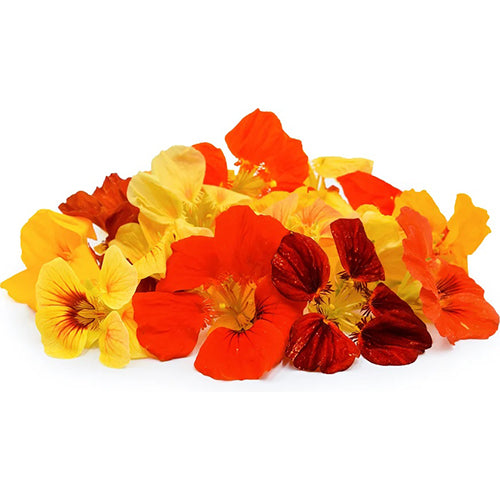 Nasturtium Alaska Mix Blossoms-1