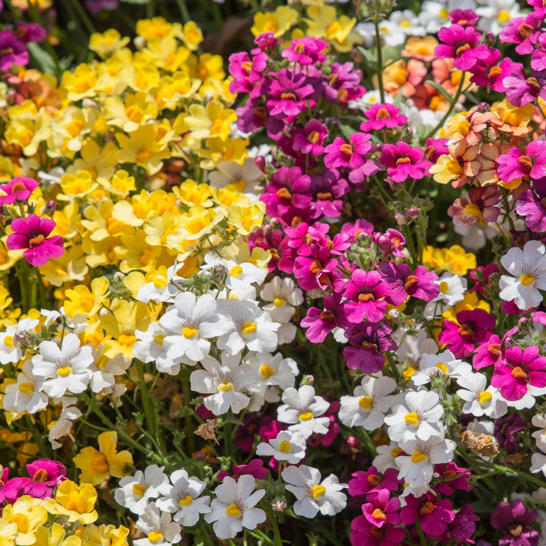 Nemesia Mix Flower Seeds