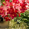 Orchid Red Bulbs