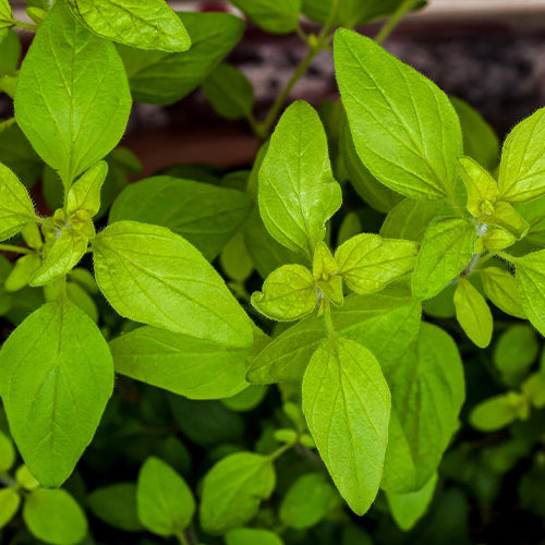 Oregano Growing Kit-4