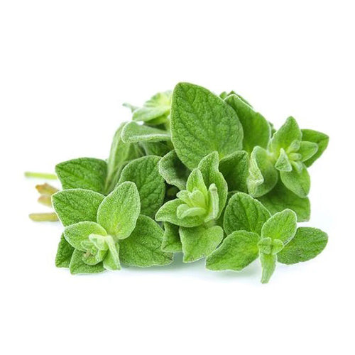 Oregano Seeds-1
