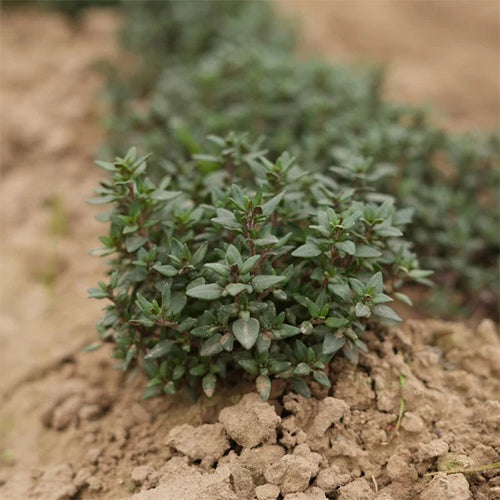 Oregano Seeds-3