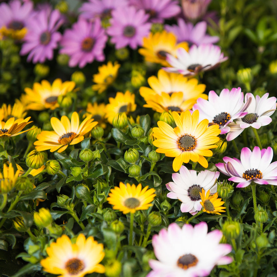 Osteospermum Mix Flower Seeds