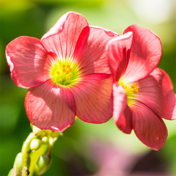 Buy AllThatGrows Oxalis Iron Cross Pink 5Pack Bulbs Free Shipping on