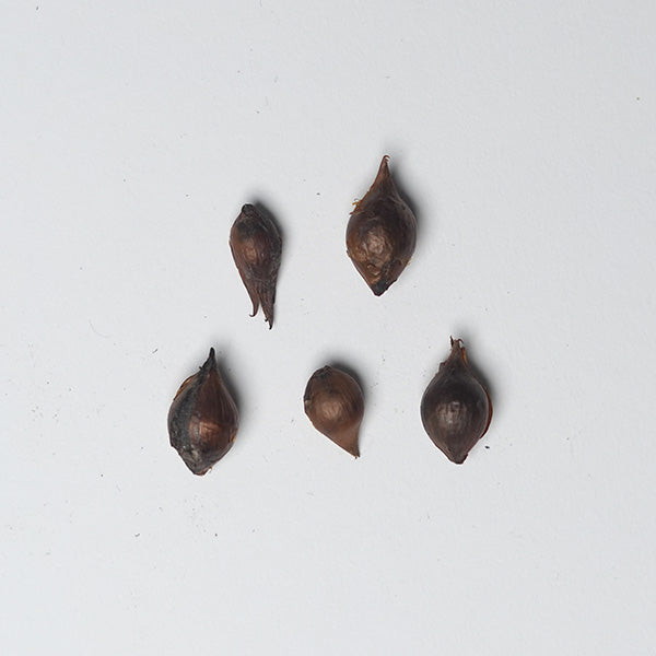 Oxalis Iron Cross Pink Bulbs