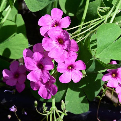 Oxalis Pink Bulbs