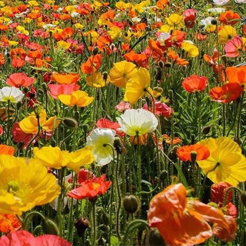 Papaver Iceland Mix Seeds-1