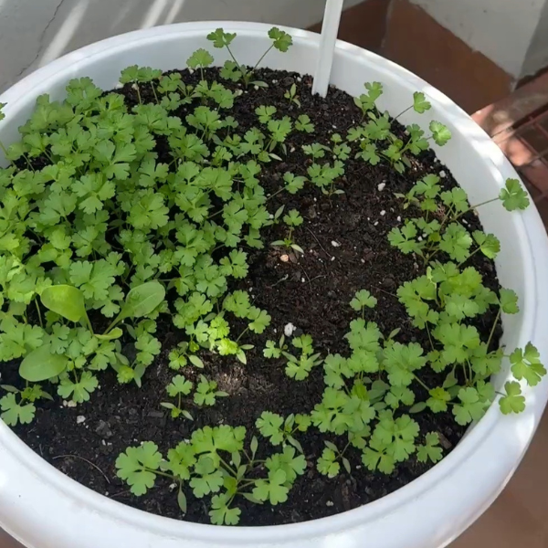 Parsley Seeds